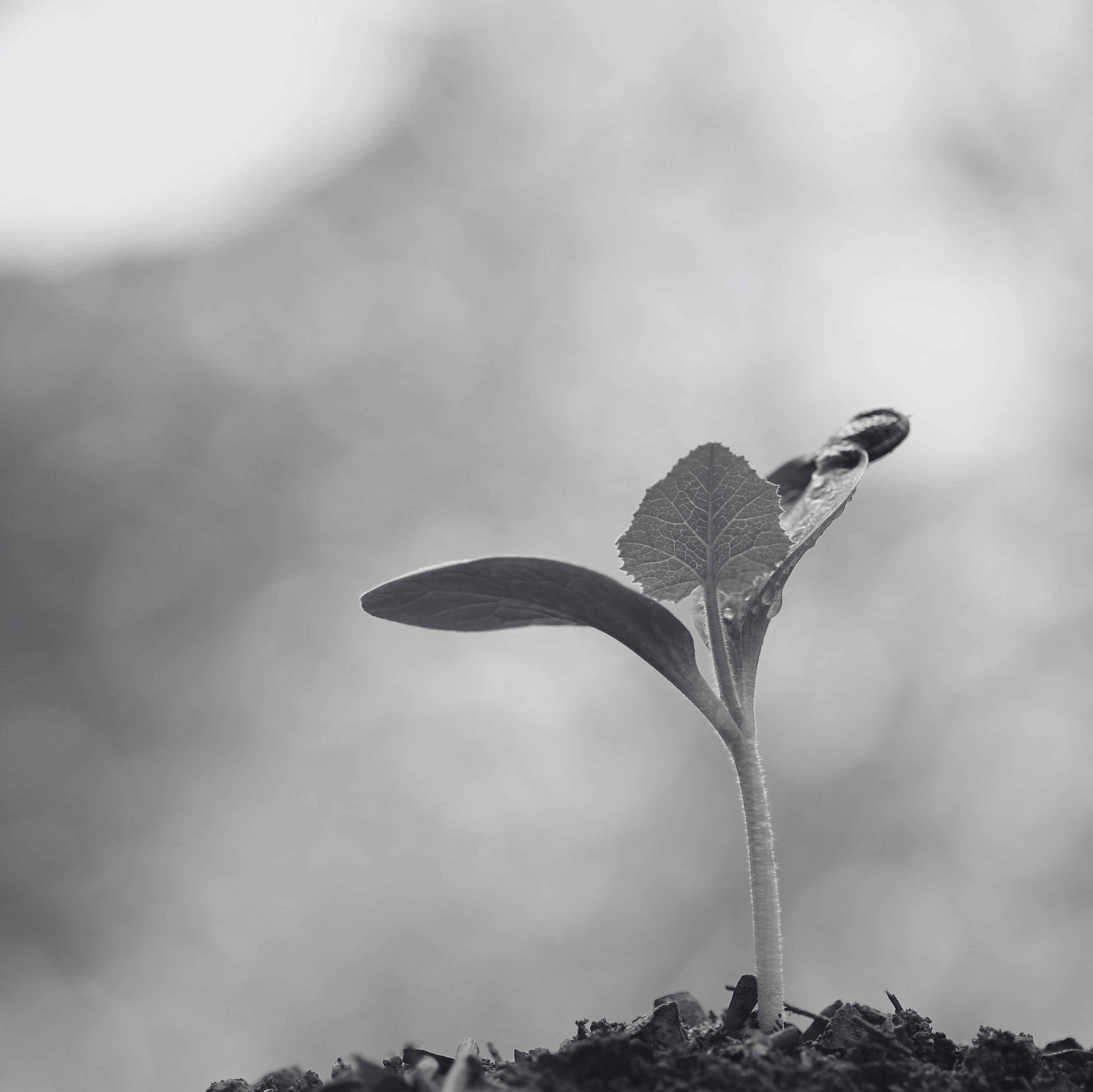 Saying No To Grow